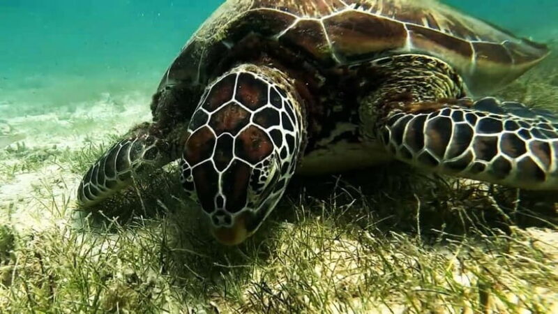 Moalboal: Pescador Island Hopping & Kawasan Canyoneering - An Overview of the Experience