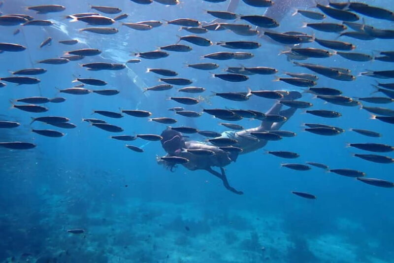 Moalboal: Private Beginner's Canyoning and Sardines & Turtle - Key Points