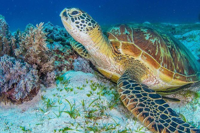 Moalboal Sardine Run and Kawasan Day Tour - What Makes This Tour Stand Out?