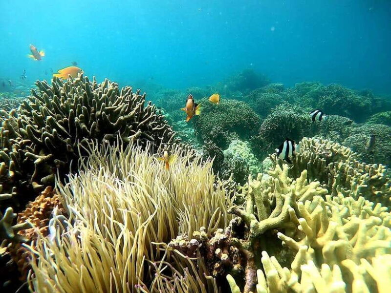 Moalboal: Sardine Run Snorkeling & Kawasan Canyoneering - What to Expect During the Tour