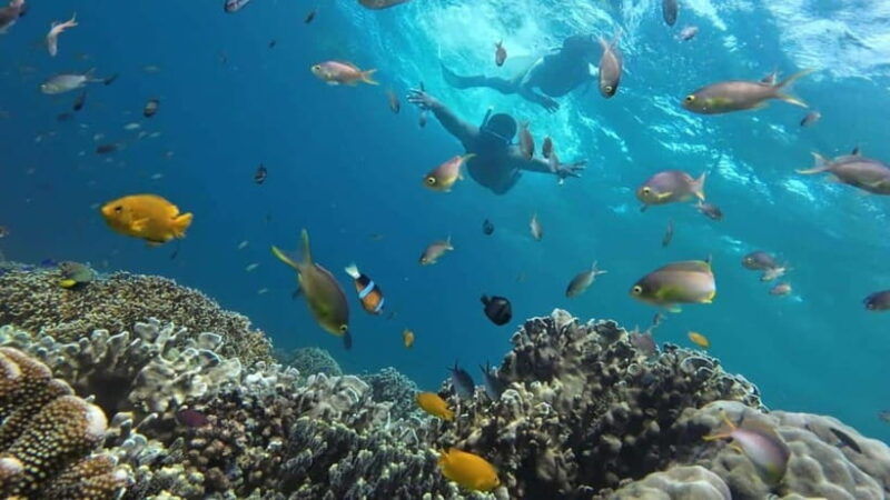 moalboal-sardine-run-turtles-and-pescador-island-hopping