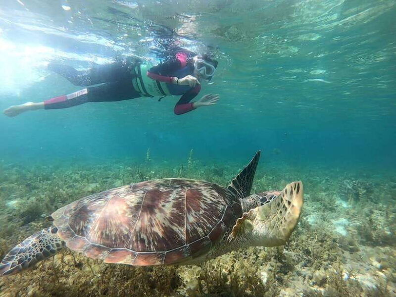moalboal-sardine-run-turtles-and-pescador-island-hopping
