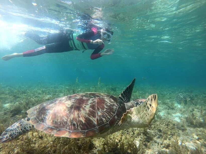 moalboal-sardine-run-turtles-and-pescador-island-hopping
