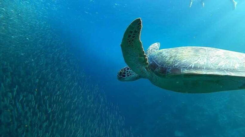 moalboal-sardine-run-turtles-and-pescador-island-hopping