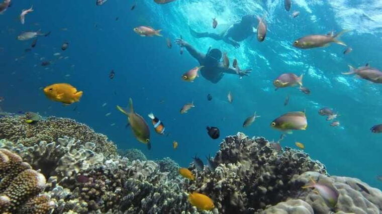 moalboal-sardine-run-turtles-and-pescador-island-hopping