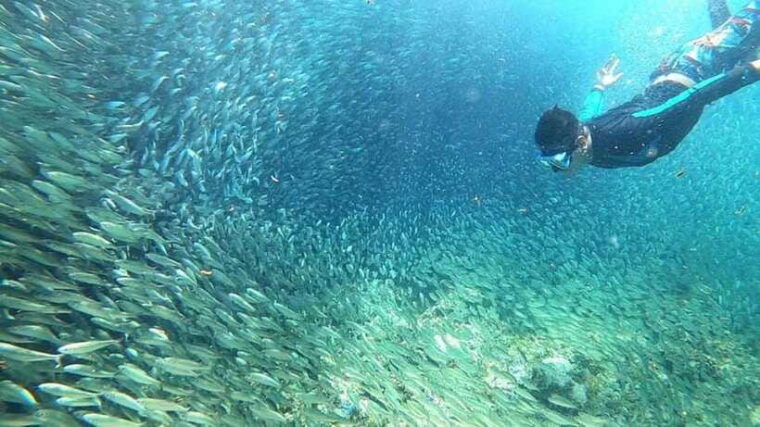 moalboal-sardine-run-turtles-and-pescador-island-hopping