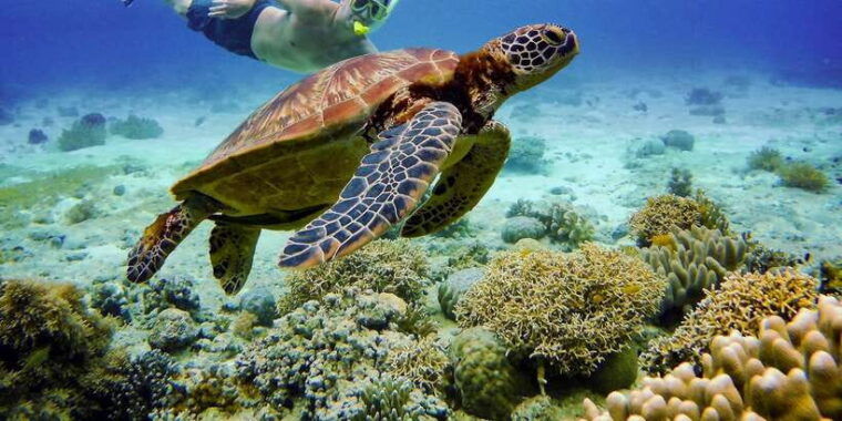 moalboal-sardines-turtle-snorkeling-and-kawasan-falls-tour