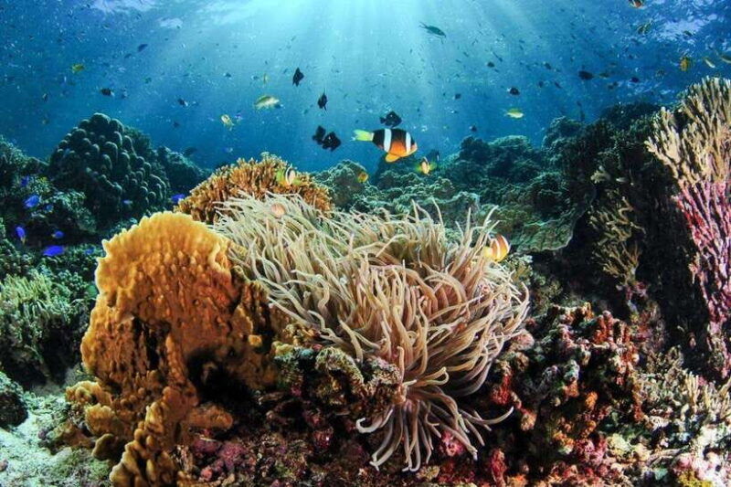moalboal-scuba-diving-and-pescador-island-hopping