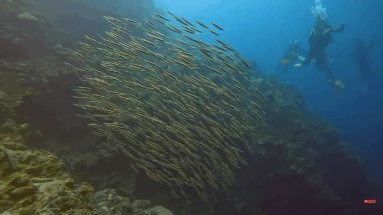 moalboal-scuba-diving-sardine-run-and-turtle-chasing