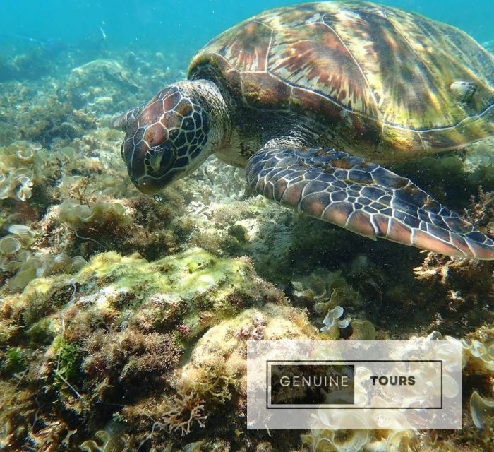 moalboal-scuba-diving-w-sardine-and-turtlesno-other-guest