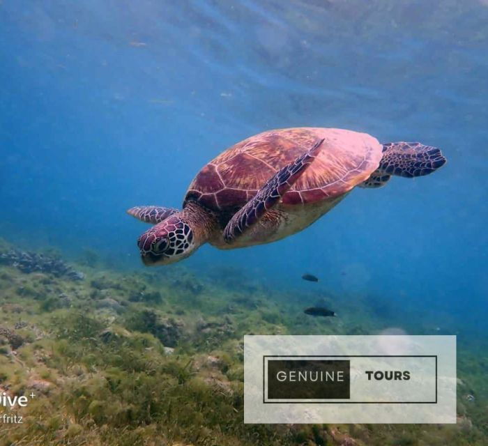 moalboal-scuba-diving-w-sardine-and-turtlesno-other-guest