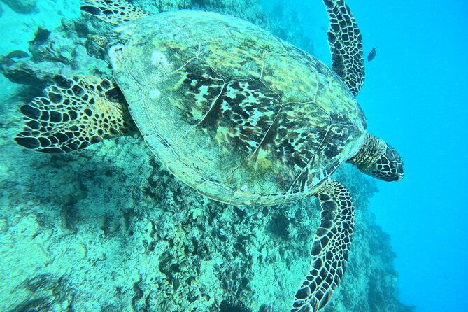 moanas-waikiki-grand-guided-turtle-snorkel-sailing-adventure