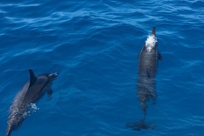 moanas-waikiki-turtle-snorkeling-experience-on-nalu-2