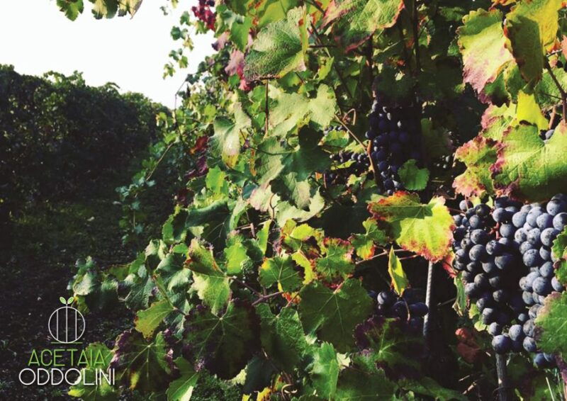 modena-bio-tour-gourmet-tasting-of-dop-balsamic-vinegar