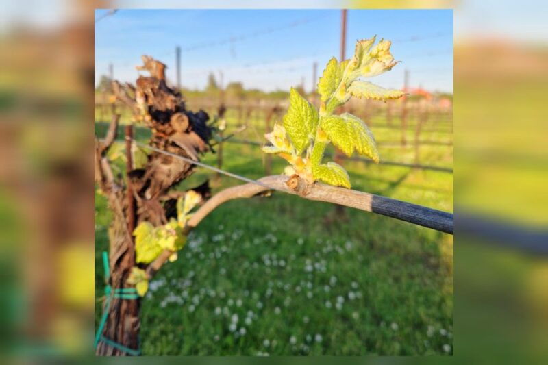 modena-bio-tour-gourmet-tasting-of-dop-balsamic-vinegar