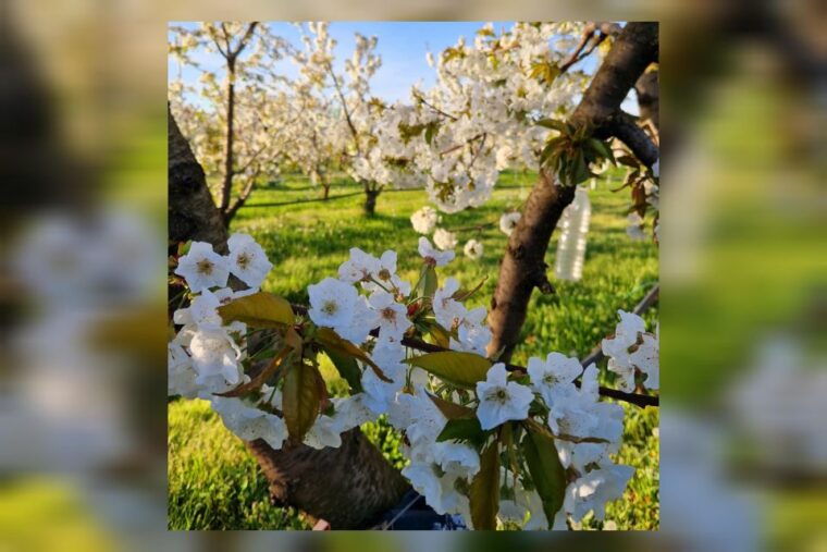 modena-bio-tour-gourmet-tasting-of-dop-balsamic-vinegar