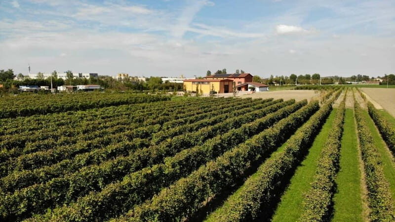Modena: guided tour and tasting of superb Balsamic Vinegar - A Closer Look at the Modena Balsamic Vinegar Tour