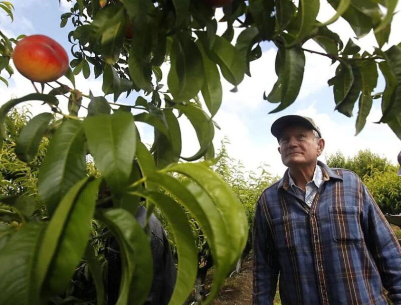 modesto-fruits-and-roots-tour-driving-audio-guide-tour