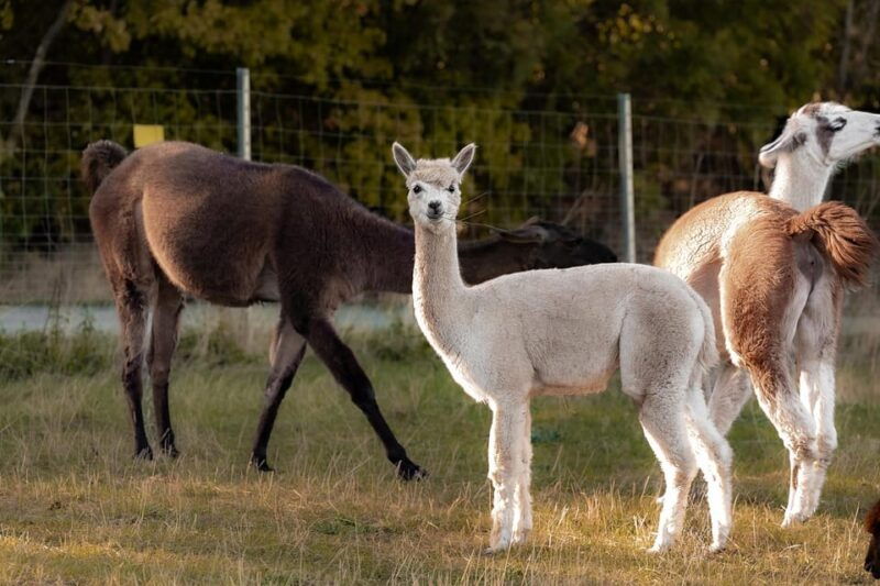 modling-vienna-scenic-guided-hike-with-alpacas-and-llamas