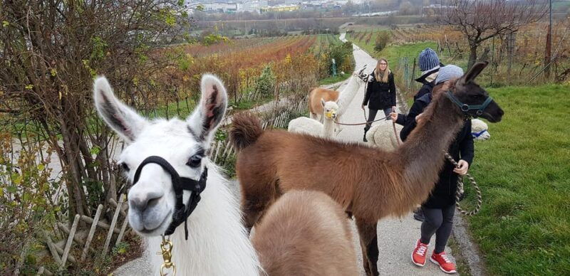 modling-vienna-scenic-guided-hike-with-alpacas-and-llamas