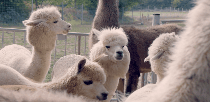 modling-vienna-scenic-guided-hike-with-alpacas-and-llamas