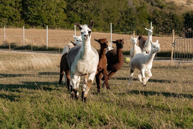 modling-vienna-scenic-guided-hike-with-alpacas-and-llamas