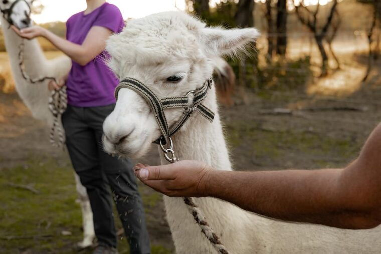 modling-vienna-scenic-guided-hike-with-alpacas-and-llamas