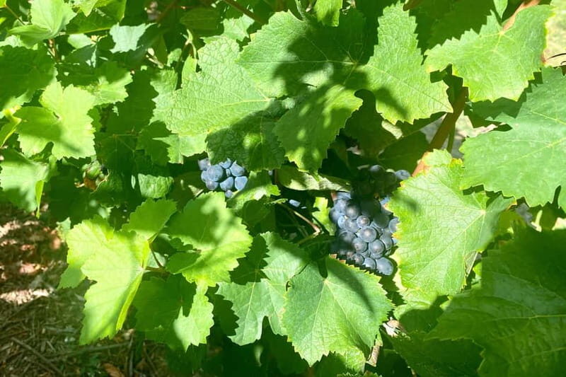 Moet et Chandon Veuve Clicquot Pommery Private Champagn Trip - FAQs