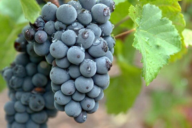 moet-et-chandon-veuve-clicquot-pommery-private-champagne-day-trip