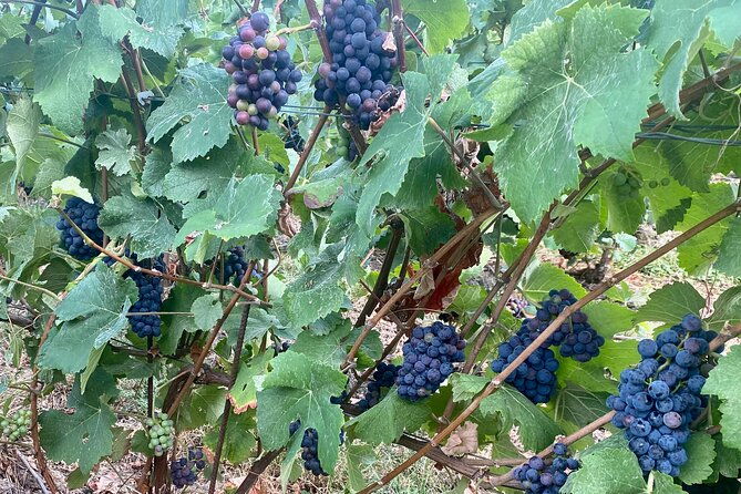 moet-et-chandon-veuve-clicquot-private-champagne-trip-from-paris