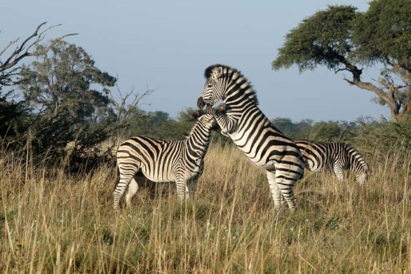 Mokoro Day Trip at the Okavango Delta - Key Points  