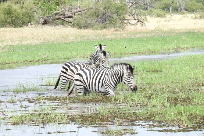 Mokoro Day Trip in the Okavango Delta - Key Points