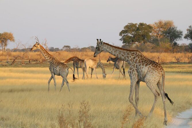 Mokoro Day Trip in the Okavango Delta - FAQs