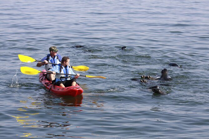 Mola Mola Kayaking Experience with a Licensed Guide - Booking and Flexibility