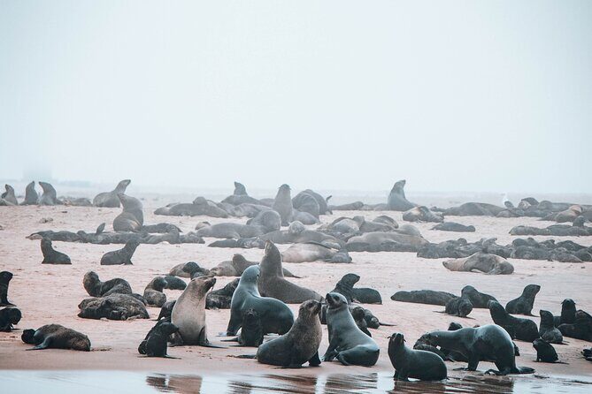 Mola Mola Marine Dolphin Cruise & Beach Braai on Pelican Point - An In-Depth Look at the Walvis Bay Marine Dolphin Cruise & Beach Braai
