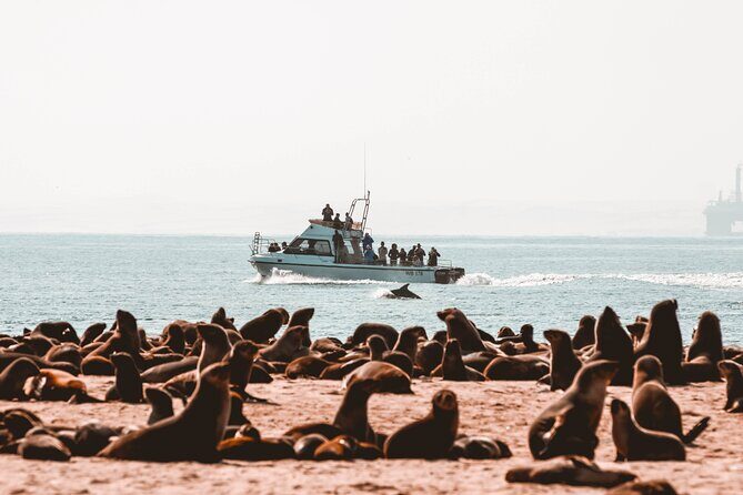 Mola Mola Marine Dolphin Cruise & Beach Braai on Pelican Point - Frequently Asked Questions (FAQ)