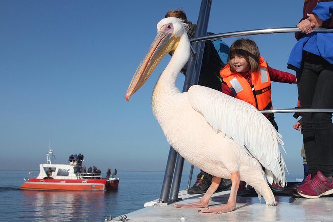 Mola Mola Marine Dolphin Cruise from the Walvis Bay Waterfront to Pelican Point - Key Points