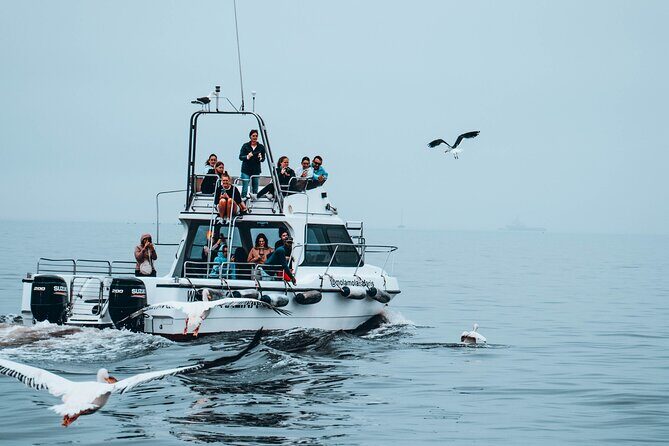 Mola Mola Marine Dolphin Cruise from the Walvis Bay Waterfront to Pelican Point - Analyzing the Cost and Value