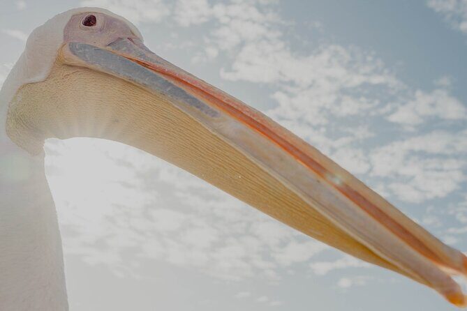 Mola Mola Marine Dolphin Cruise from the Walvis Bay Waterfront to Pelican Point - Who Should Consider This Tour?