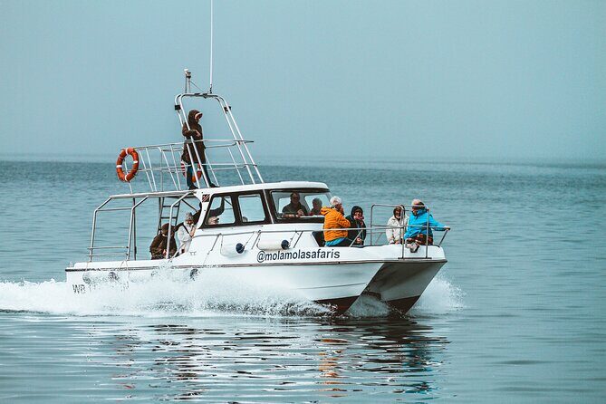 Mola Mola Marine Dolphin Cruise from the Walvis Bay Waterfront to Pelican Point - The Sum Up: Is the Mola Mola Marine Dolphin Cruise Worth It?