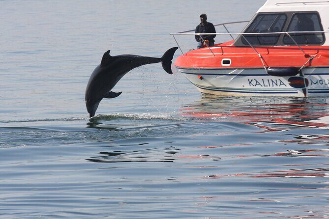 Mola Mola Marine Dolphin Cruise from the Walvis Bay Waterfront to Pelican Point - FAQs