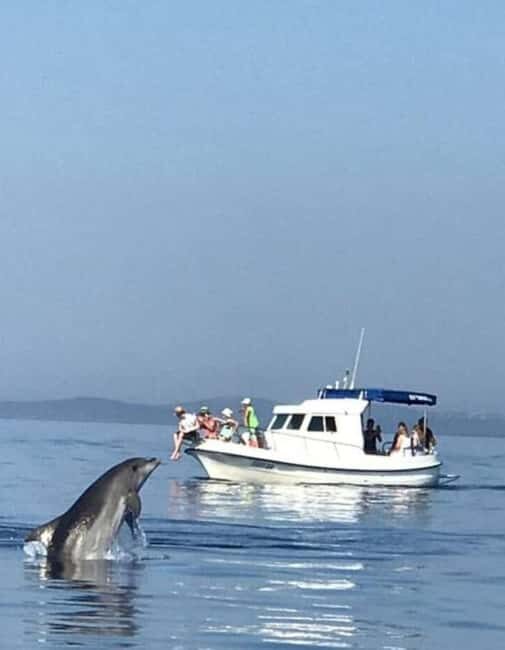 Molat Island Dolphin Watching Boat Tour 6hours TOUR - Who Will Love This Tour?