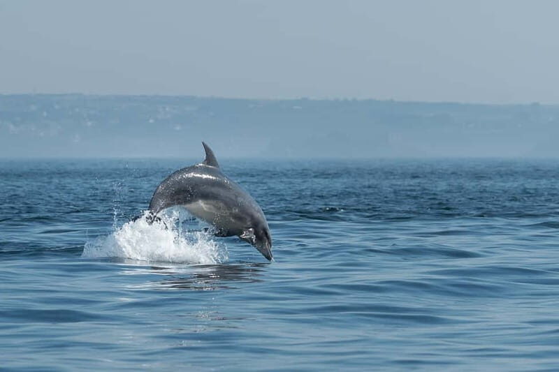 Molène Archipelago: Sea trips departing from Crozon. Seals, dolphins, - Introduction to the Molène Archipelago Sea Trip
