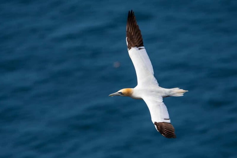 Molène Archipelago: Sea trips departing from Crozon. Seals, dolphins, - Final Thoughts