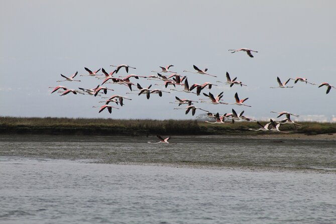 moliceiro-boat-trip-with-experience-in-bivalves-harvesting