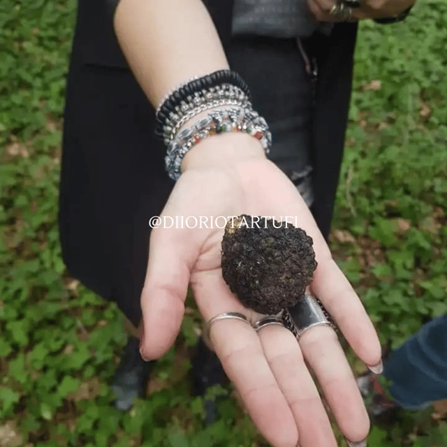 molise-truffle-hunting-with-food-tasting