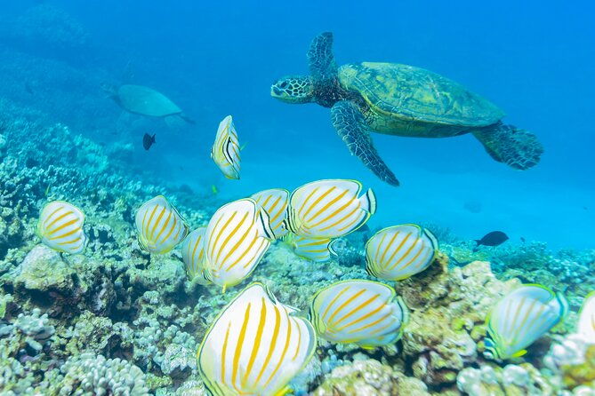 molokini-crater-and-turtle-town-snorkeling-from-kihei
