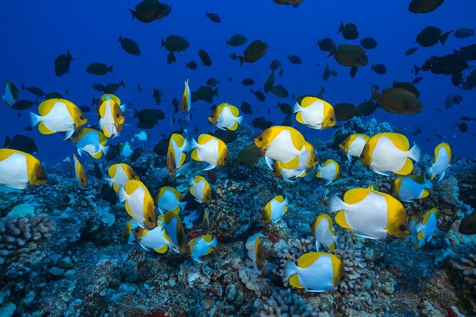 molokini-crater-snorkeling-adventure