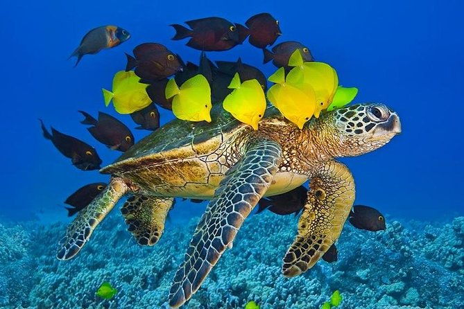 molokini-crater-zodiac-adventure-snorkel-and-turtle-cove-swim