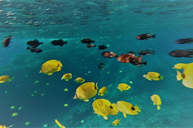 molokini-crater-zodiac-adventure-snorkel-and-turtle-cove-swim